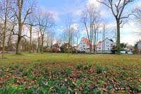 Blaue-Blumen-im-Park