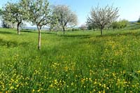 Wiese_bei-Ermingen
